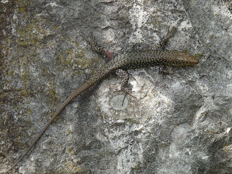 Dal Peloponneso: Podarcis muralis? No, Hellenolacerta graeca